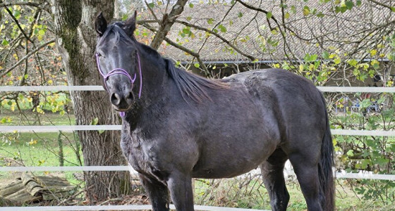 Mijn 4 rocky mountain horses aan het werk in de rounpen