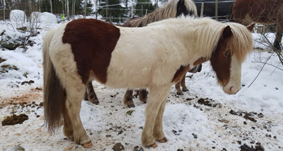 [VOLG] 5 wondertjes verwacht in 2026 - IJslanders, Quarter en champies