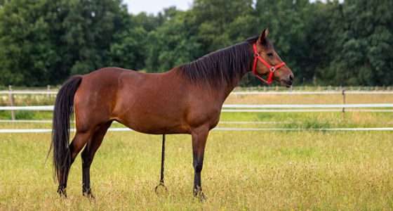 Niet één, maar twee dravers voor de kar
