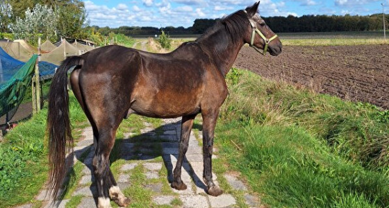 Na 20 jaar nog steeds scheerpatroon?