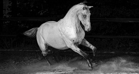 Paarden die in 2026 beleerd gaan worden