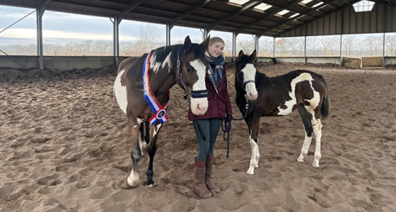 Spicy Dicey mini-update: gouden Boktveulen met lakschade