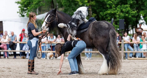 Een enorm leuk jaar aan shows!