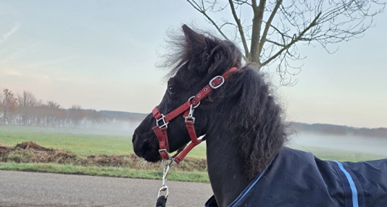 Nooit een shetlander.... Hallo Levis