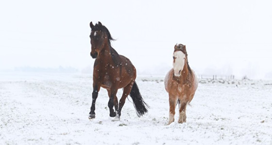 Sjeezen in de sneeuw!
