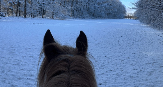 Sneeuwrit door het bos!