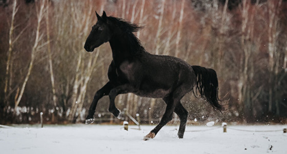 Tuiger Tiara tussen de sneeuwvlokken