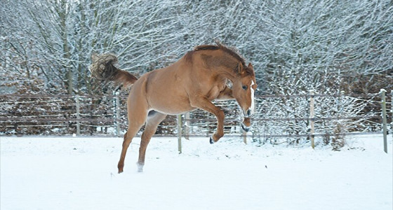 Drakenpony's in de sneeuw