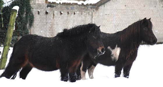Winterse plaatjes deel II