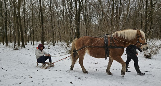 Sleeën met Haflingers Anton & Roos