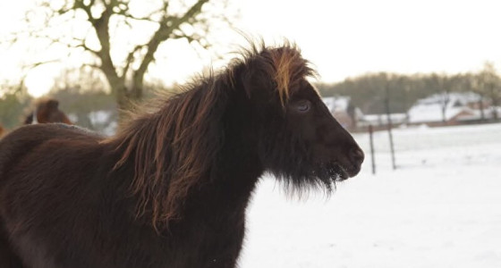 Ponys wild in de sneeuw