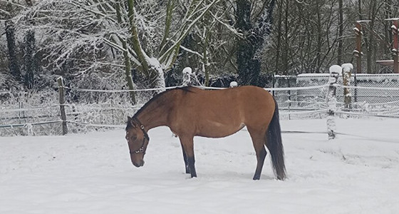 Portugees sneeuwmonster