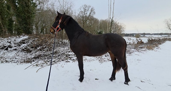 Tiamo en Cielo in de sneeuw