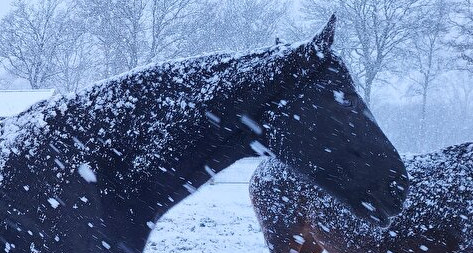 Winterse plaatjes 2026