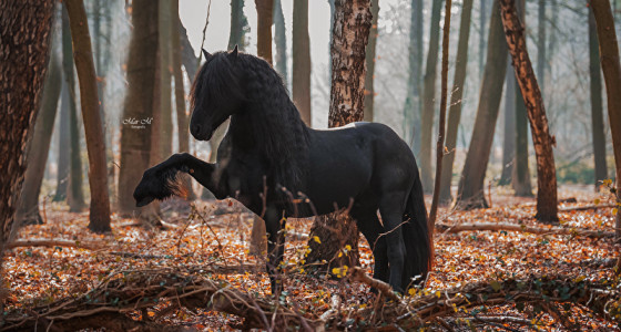 [BLOG] Joe's struggles in paardenparadijs: Het verhaal van Diablo