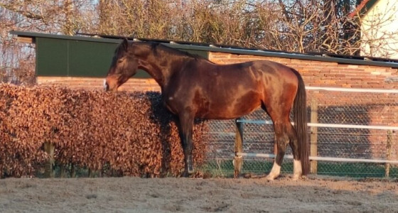 Hengstenkeuze All at Once x Uphill