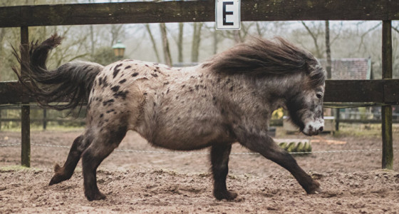 Help, mijn baasje is fotograaf