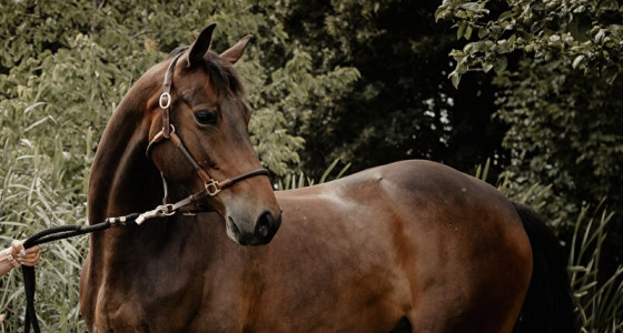 Super brave springhengst gezocht