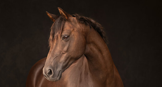 Internationale erkenning voor Renate Zuidema Fotografie (Tenno7)