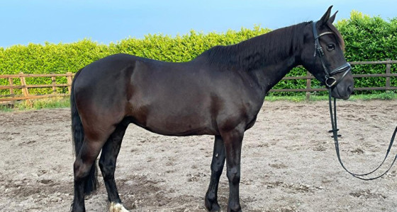 Joe's struggles in paardenparadijs: Project Pablo