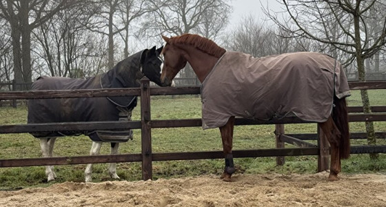 Nakomelingen Hitmaker v Wynton