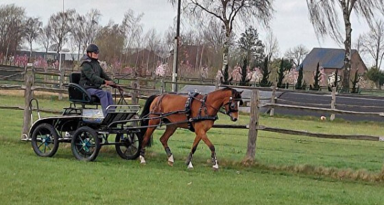 Koets voor C pony