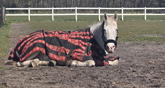 Als je zoveel vertrouwen  van je paard krijgt...