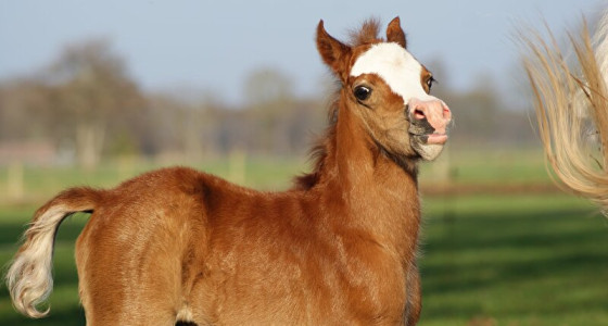 Soft velvet nose and eyes so bright, Eloïse, our small delight.