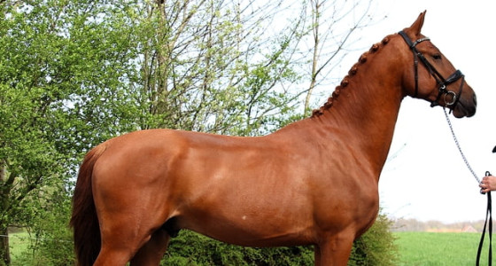Van experiment naar goedgekeurde gelderse hengst