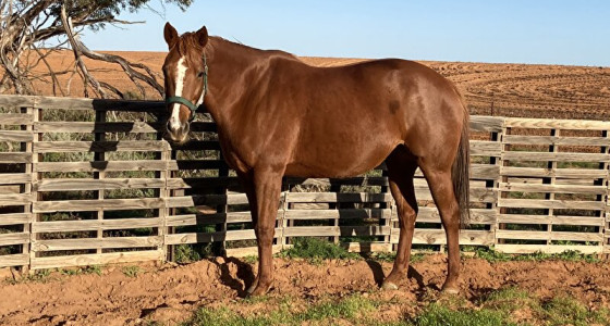 [Blog] Ons leven in Australie: Gras zaad en meer omheining