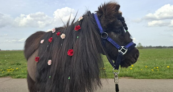 Mijn gouden oude merrie Joly