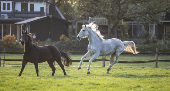 [FOTO] De paarden van De Paardenkamp mochten weer naar de wei