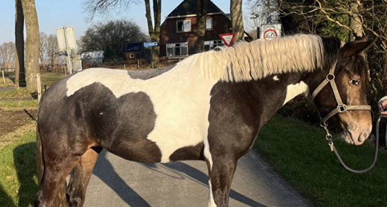 Kleurengenetica pintaloosa